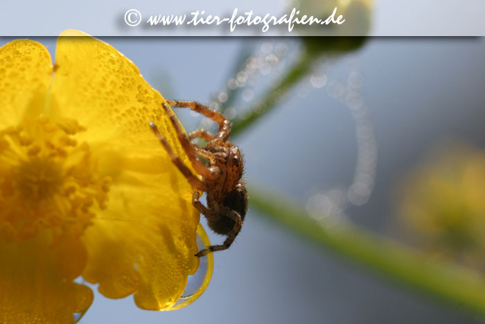 Krabbenspinne