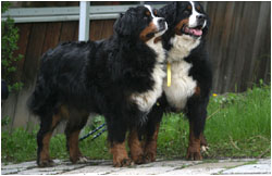 Berner Sennenhunde