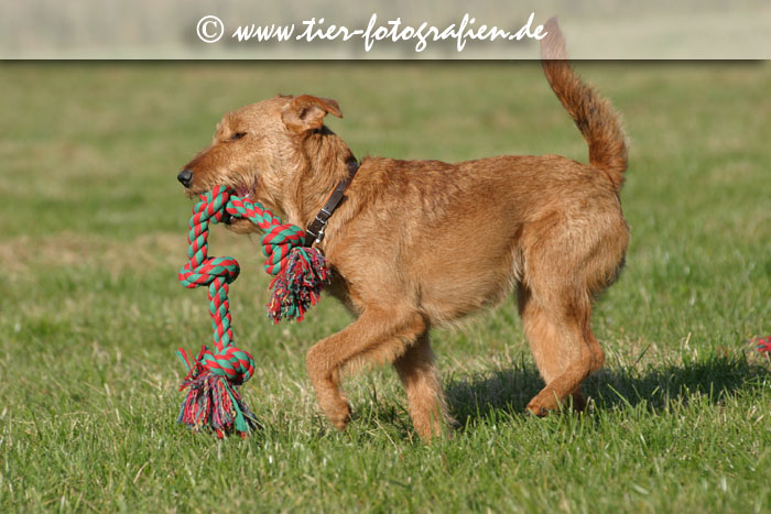 spielende Irish Terrier Hündin