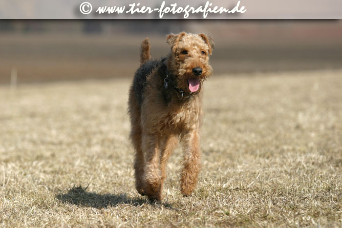 Airedale Terrier
