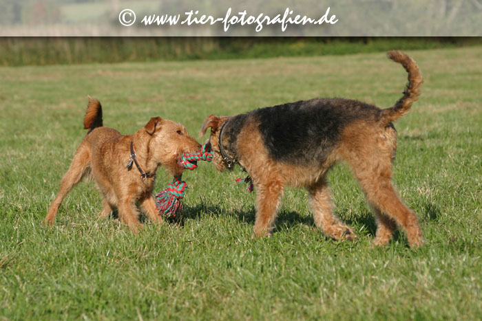 spielende Terrier Hündinnen