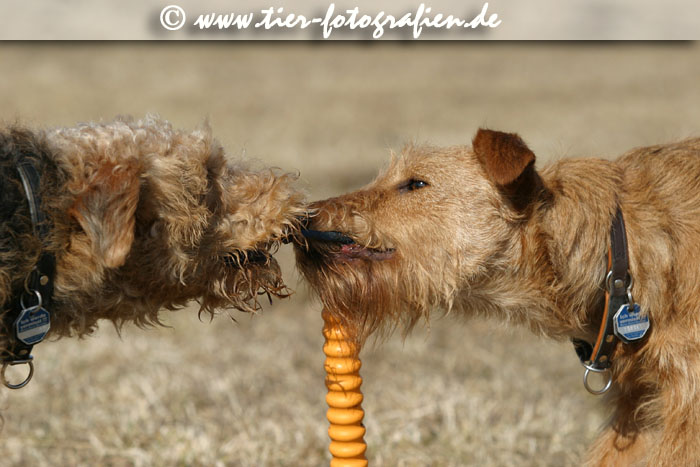 Terrier
