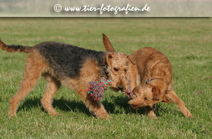 spielende Terrier Hündinnen