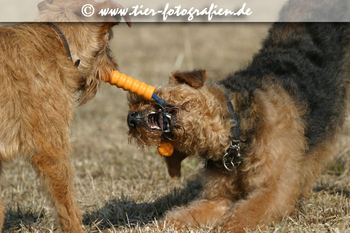 Terrier - "Kampf" ums Spielzeug