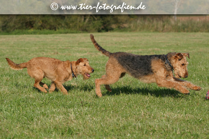 spielende Terrier Hündinnen
