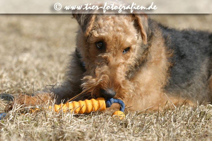 Airedale Terrier