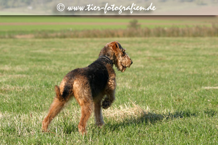 Airedale Terrier Hündin