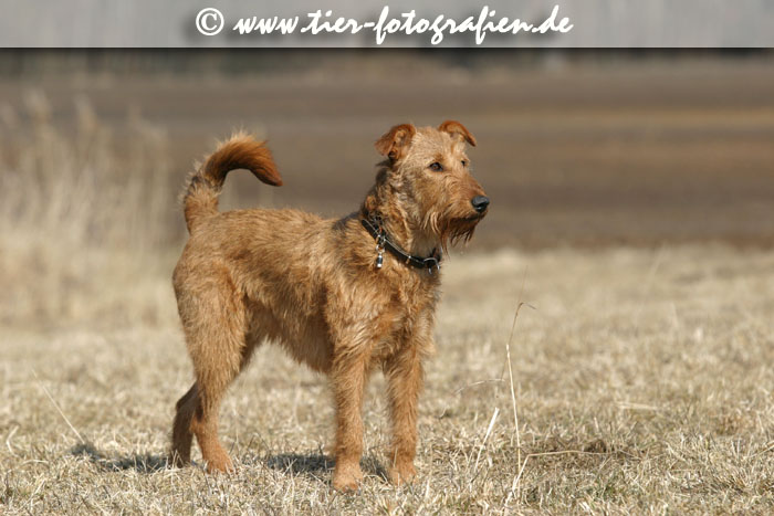 Irish Terrier