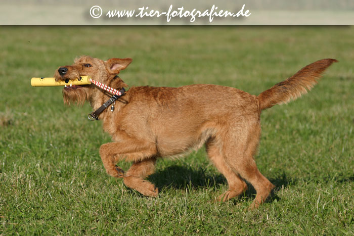 spielende Irish Terrier Hündin