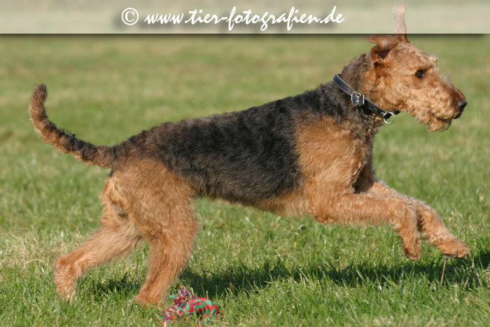 springende Airedale Terrier Hündin