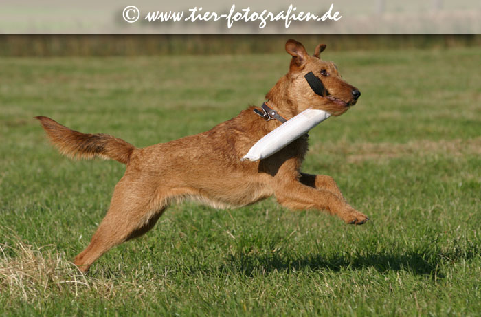 springende Irish Terrier Hündin