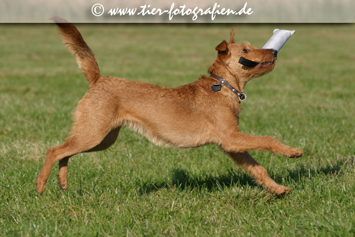 springende Irish Terrier Hündin