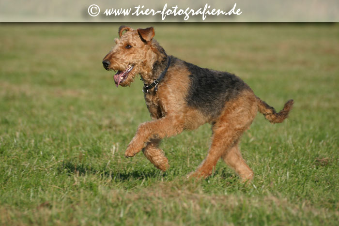 springende Airedale Terrier Hündin