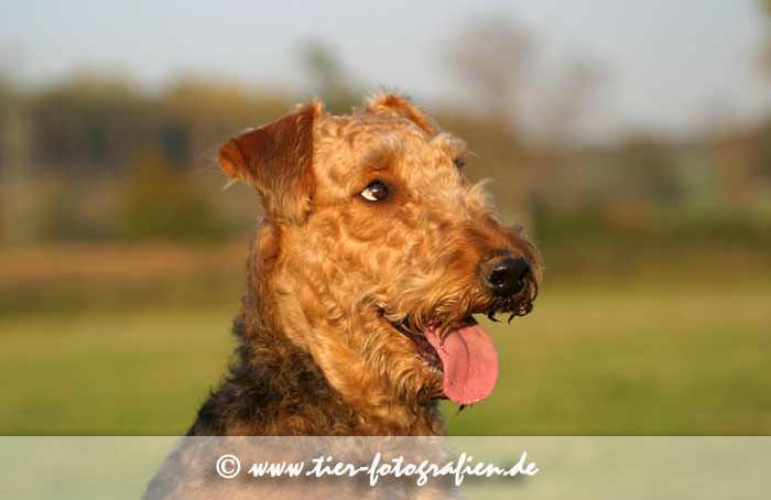 Airedale Terrier Portrait