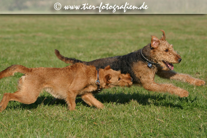 spielende Terrier Hündinnen