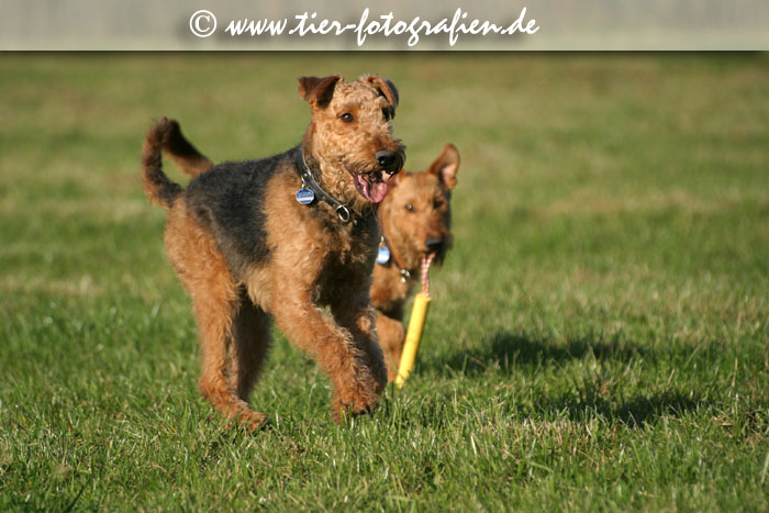 spielende Terrier Hündinnen