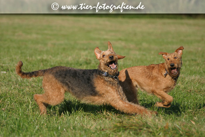 spielende Terrier Hündinnen