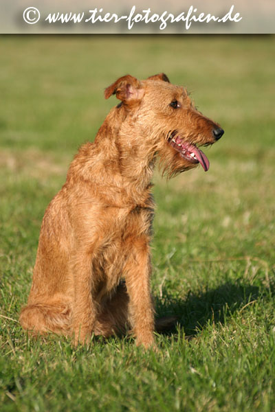 sitzende Irish Terrier Hündin