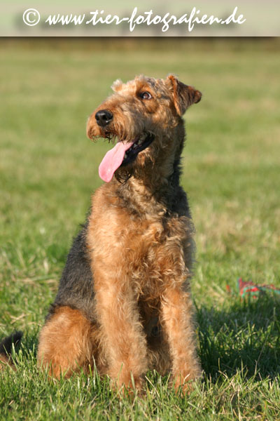 sitzende Airedale Terrier Hündin