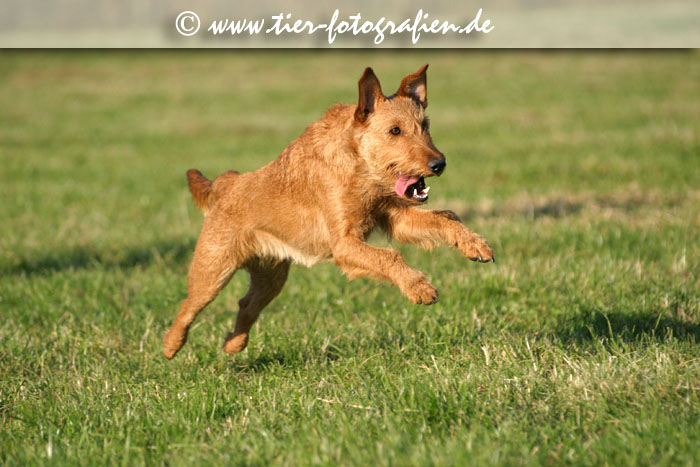springende Irish Terrier Hündin