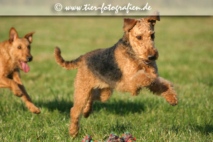 spielende Terrier Hündinnen