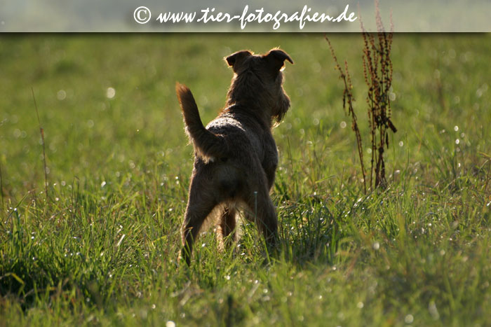 Irish Terrier Hündin im Gegenlicht