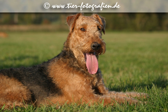 liegende Airedale Terrier Hündin