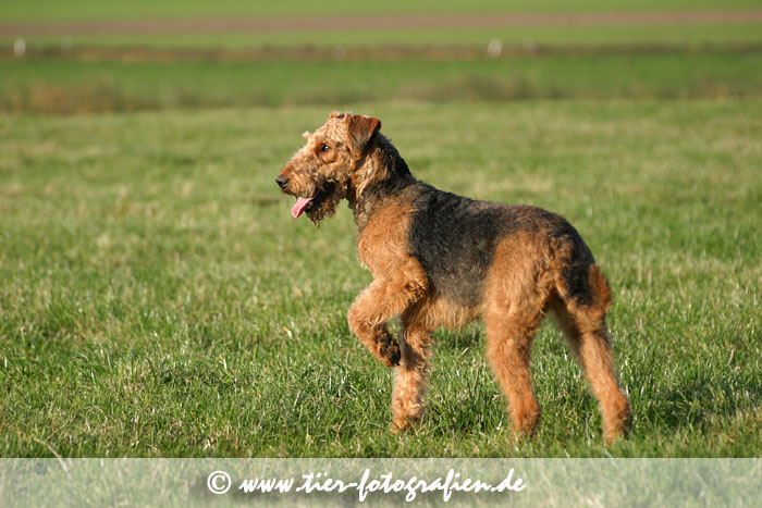 Airedale Terrier