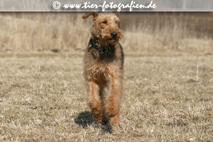 Airedale Terrier