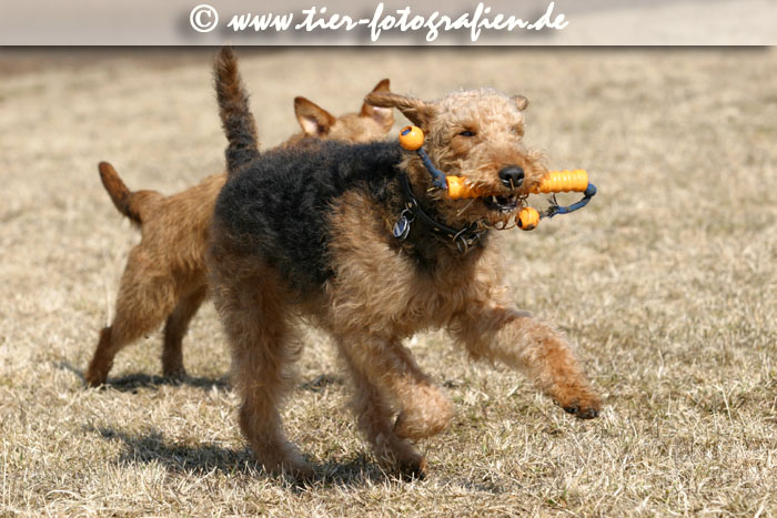 Airedale Terrier