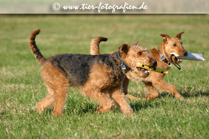 spielende Terrier Hündinnen