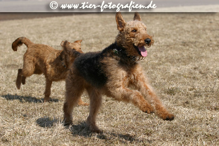 Airedale Terrier