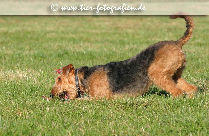 spielender Airedale Terrier