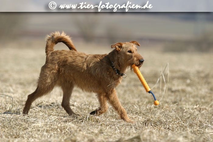 Irish Terrier