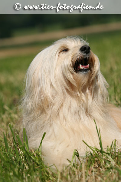 Tibet Terrier