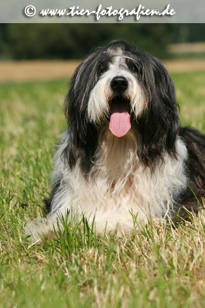 Bearded Collie