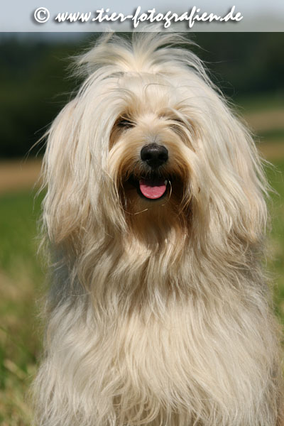 Tibet Terrier