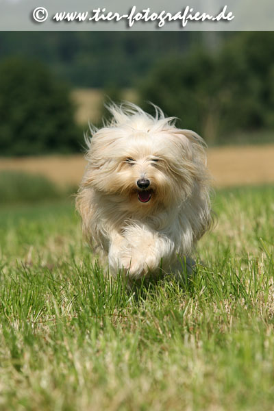 Tibet Terrier