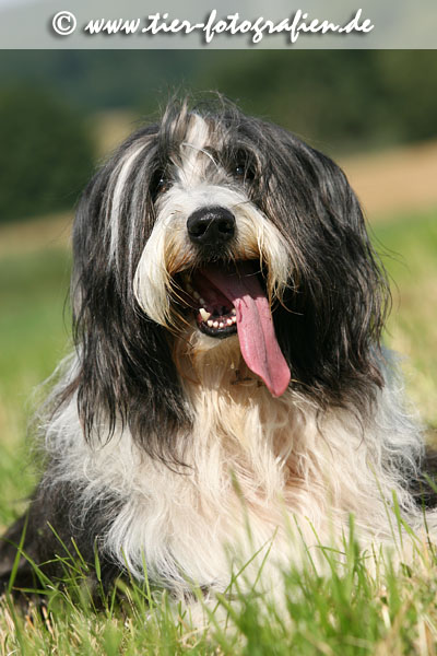 Bearded Collie