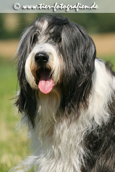 Bearded Collie