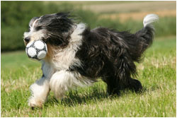 Bearded Collie