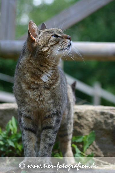 getigerter Kater