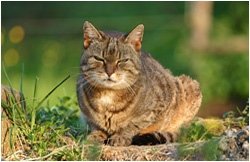 Katzenfotos / Stallkatze Tigerle