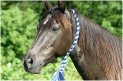 Rocky Mountain Horse