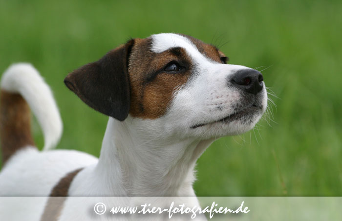 Jack / Parson Russell Terrier