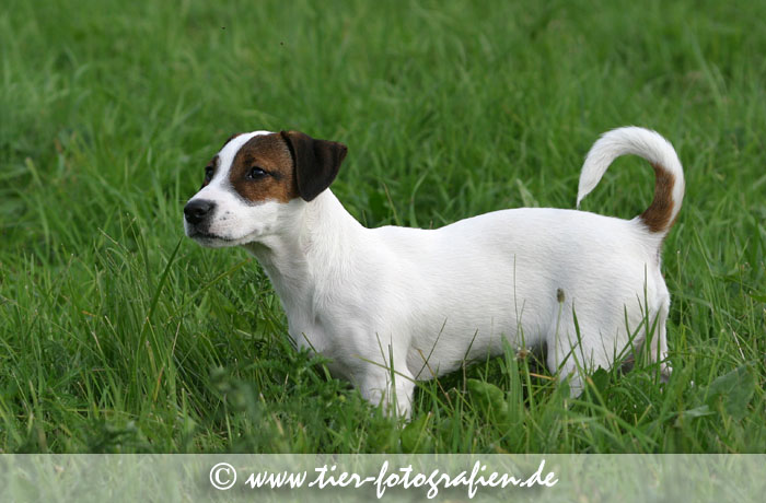 Jack / Parson Russell Terrier