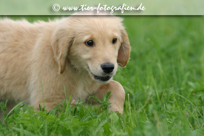 Golden Retriever Welpe