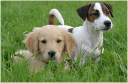 Jack Russell Terrier und Golden Retriever Welpe