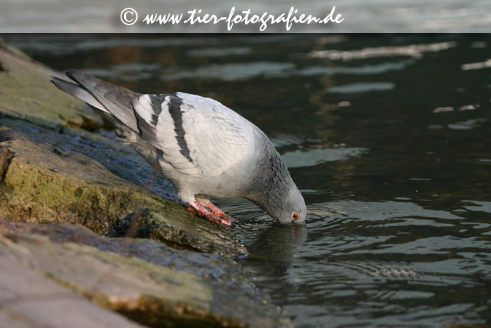 Taube am Neckar