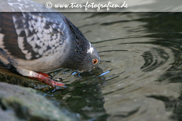 Taube am Neckar
